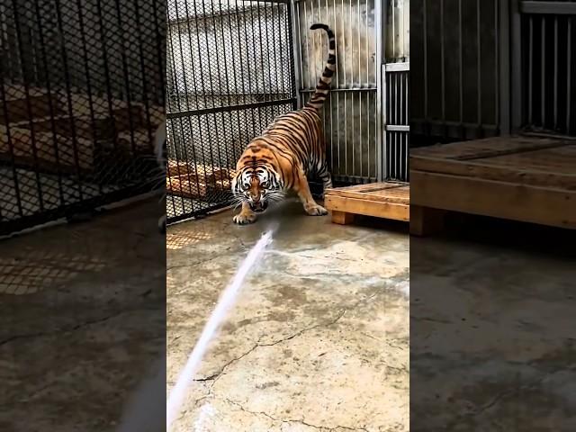 A Unique Way To bathe A Tiger  #shorts #tiger