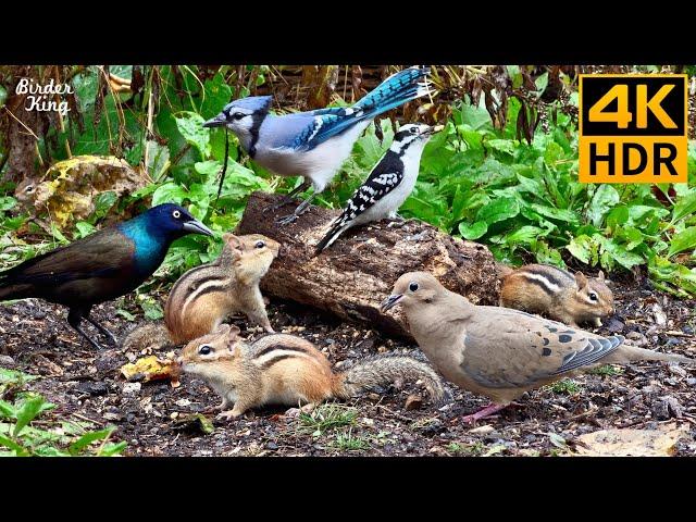 Cat TV for Cats to Watch  Playful Chipmunks Squirrels and Birds Up Close  8 Hours 4K HDR 60FPS