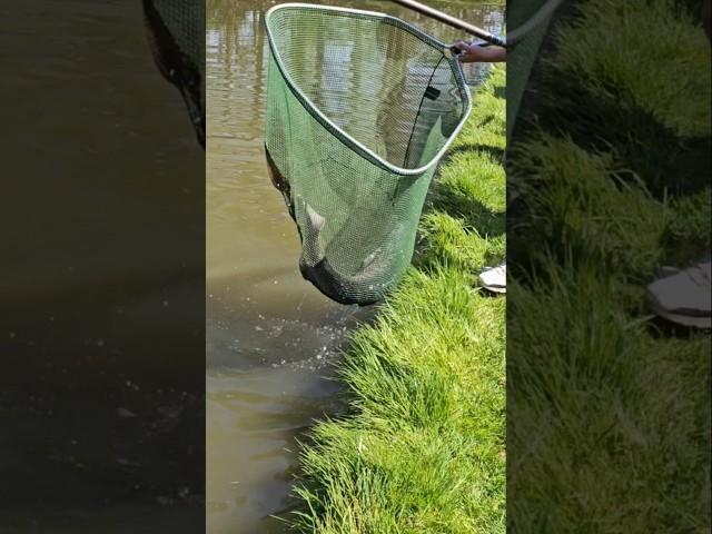 Рыбалка на осетра в Голландии.  Поймал - отпусти! #рыбалка #голландия #holland #fishing   #shotrs