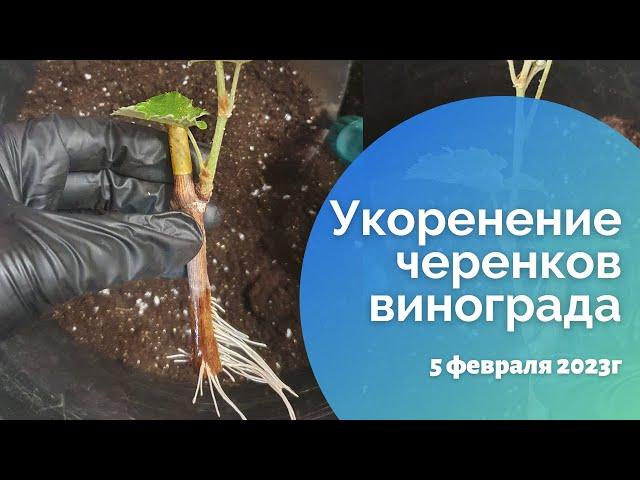 Укоренение черенков винограда 05.02.2023