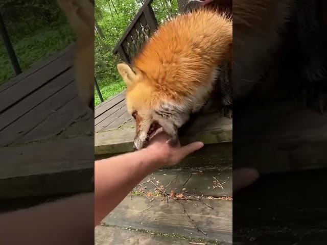 Ли Сяо / Alice the Fox Лиса Алиса (Острые когти!!)
