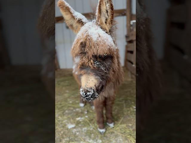 Baby Snow Donkey Is ADORABLE