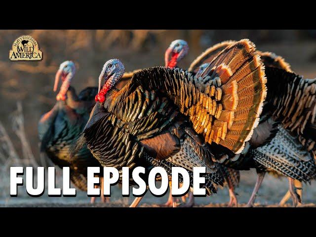 Wild America | S10 E9 'Wild Turkey - Part 1' | Wild America Animal Channel