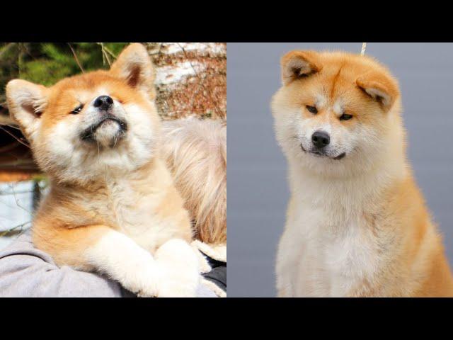  Akita dog  - Funny and Cute Akita Videos 2021 #2