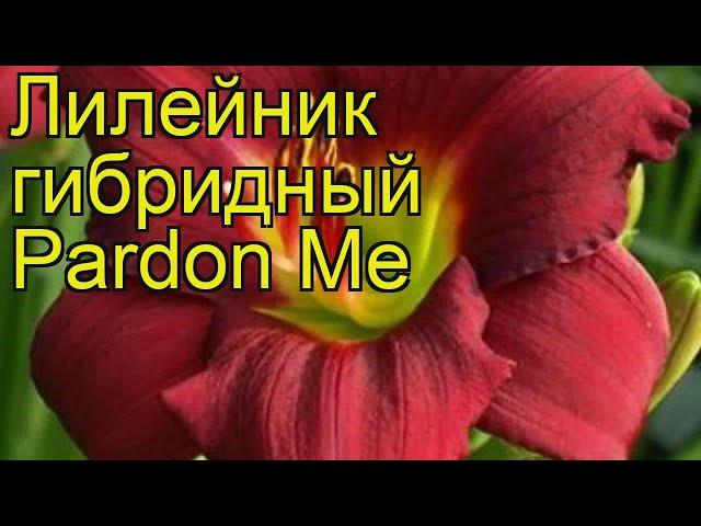 Лилейник гибридный Пардон Ми. Краткий обзор, описание характеристик hemerocallis Pardon Me