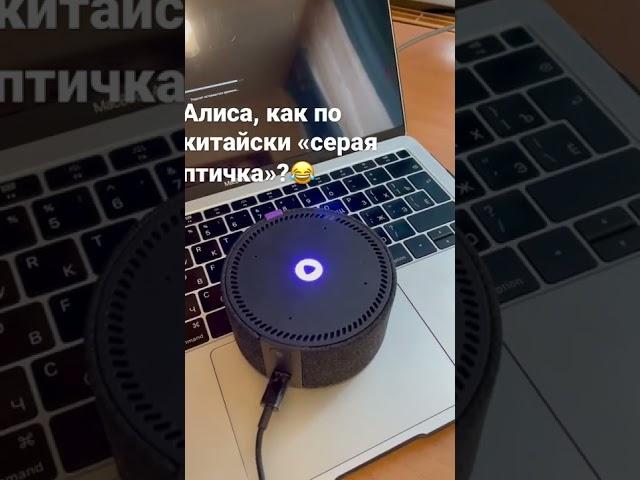 Алиса, как по-китайски «серая птичка»? #алиса #alisa