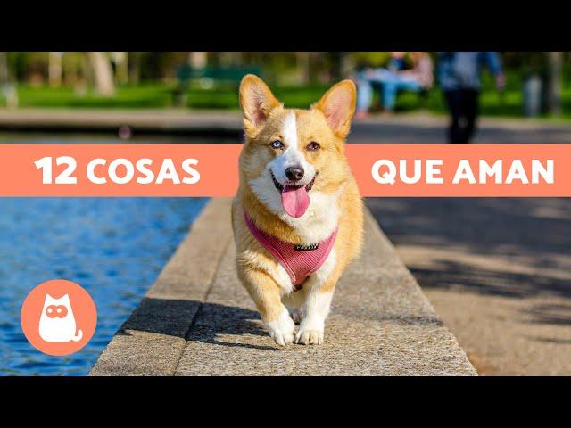 12 COSAS que más AMAN los PERROS  ¡Descúbrelas!