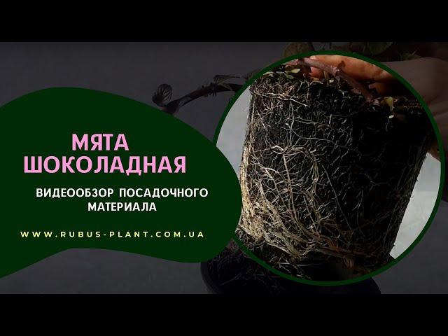 Посадочный материал мята Шоколадная