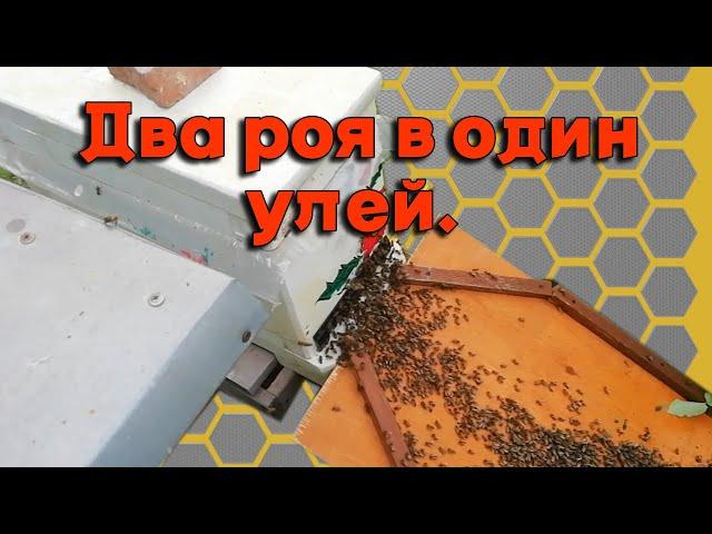 Посадка двух роев в один улей. - Посадка роя в улей.