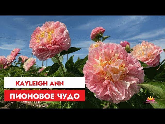 Махровый персиково-розовый пион KAYLEIGH ANN / Сад Ворошиловой