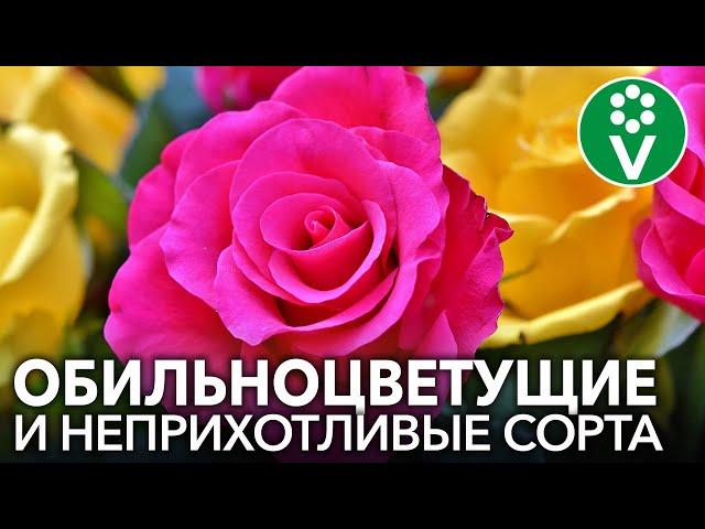 РОЗЫ ФЛОРИБУНДА: основные правила выращивания и лучшие сорта