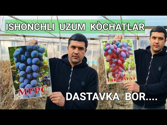 #Uzum_kòchatlar  12 Viloyatga Dastavka  bor ..