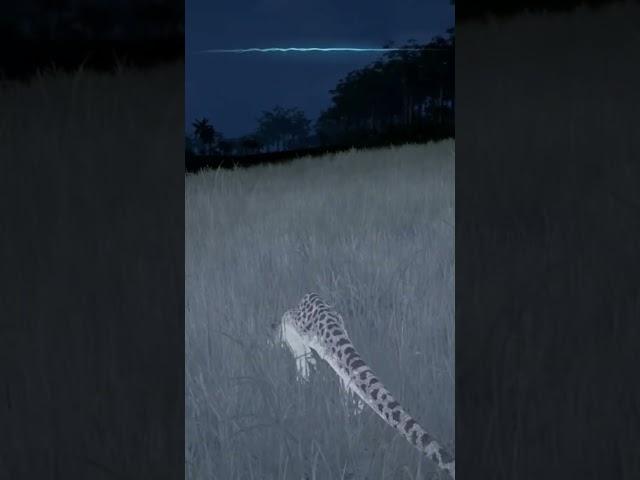 THE ISLE | That explains why it was too quiet 