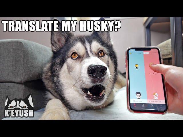 A Phone App Translates My Husky Speaking! Testing Dog Translators!