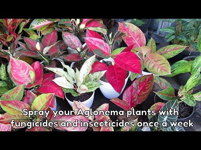 Aglaonema Plant Care Tips