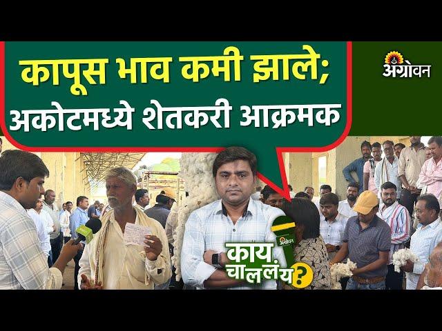 cotton market: पंतप्रधान मोदी फक्त निवडणुकीसाठी चांगल्या भावाच आश्वासन देतात | Agrowon