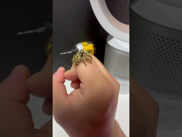 The spider that will cure your arachnophobia. #shorts #cute #spider