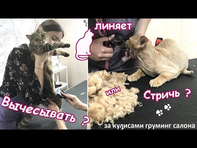 Стрижка кошек/котов, вычесывание, или экспресс линька кошек в груминг салоне. За кулисами зоосалона.