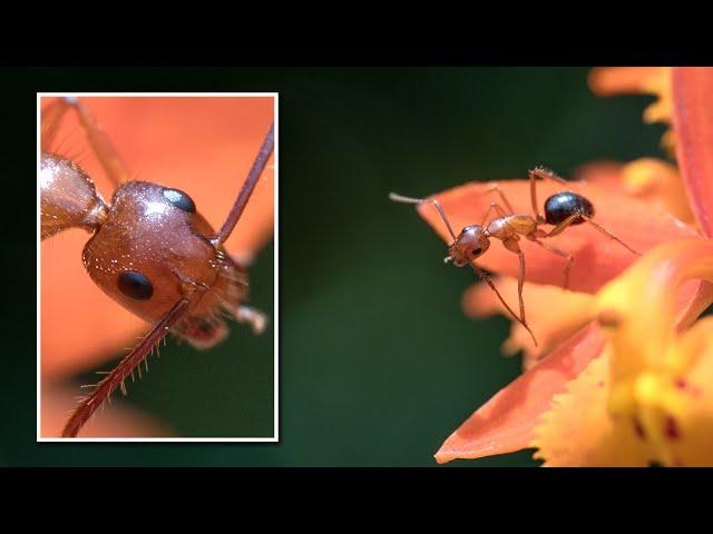 First Impression - Laowa 100mm f/2.8 2x Ultra Macro APO