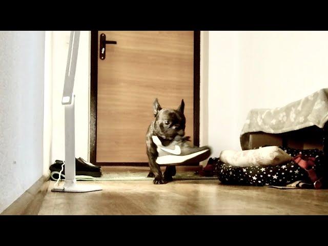 Left my dog home alone | French bulldog