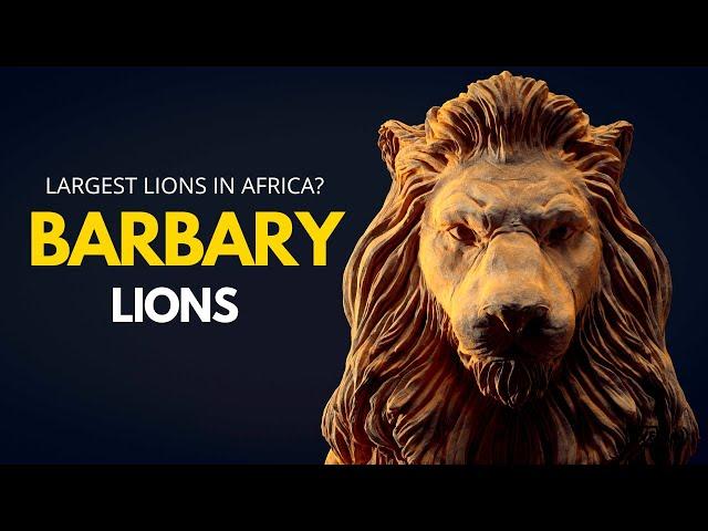 Barbary Lions | Largest Lions in the World?