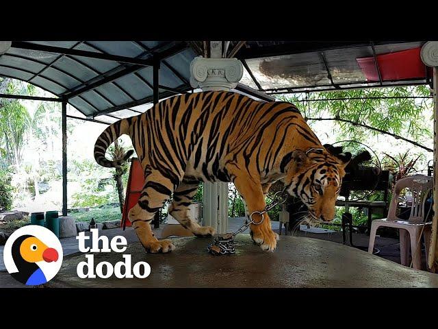 Tiger Has Been Chained Up Her Whole Life | The Dodo