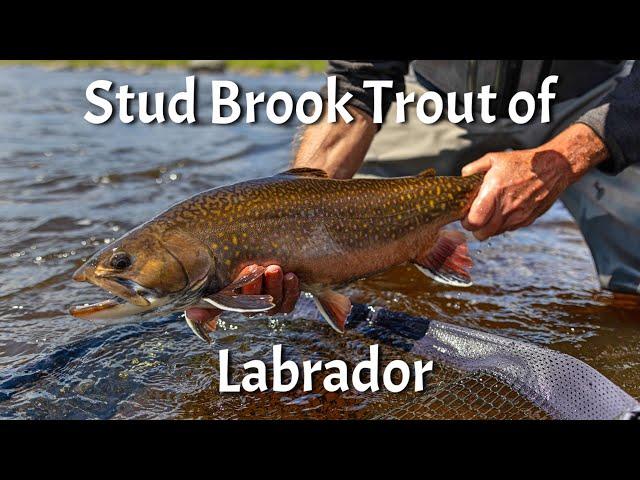 Crooks Lake Lodge - Labrador Brook Trout