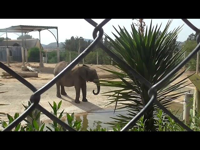 Слоны Зоопарк Фригия Тунис   Elephants Zoo Phrygia Tunisia