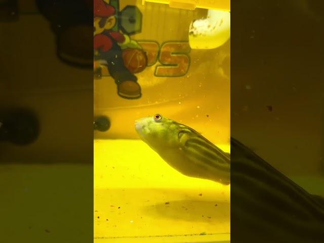 Poisonous Puffer Fish Meal - Part 64