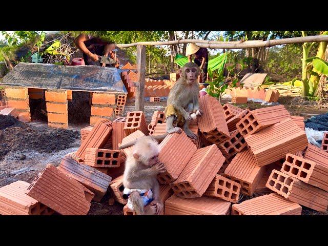 Sơn finished the outdoor dining table, the two monkey brothers BiBi happily ran around the garden