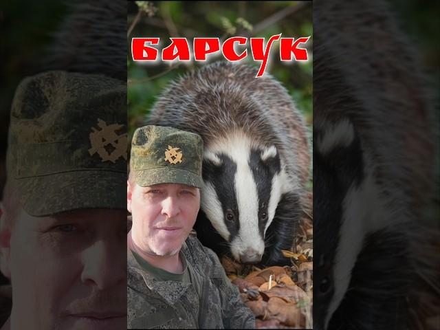 Видели ли Вы барсука так близко? барсук  в естественной среде обитания #ru_kompass #animals #барсук