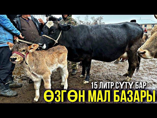 СААН УЙЛАР КУНАЖЫН УРГААЧЫ ТОРПОК БААЛАРЫ  #байтв