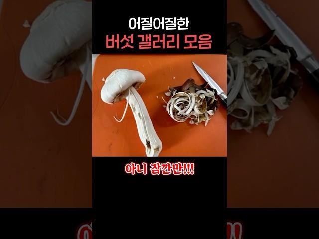 뭔가 잘못된 버섯 ㅋㅋㅋ