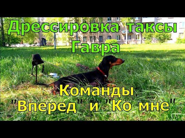 Дрессировка таксы Гавра. Команды Вперед и Ко мне