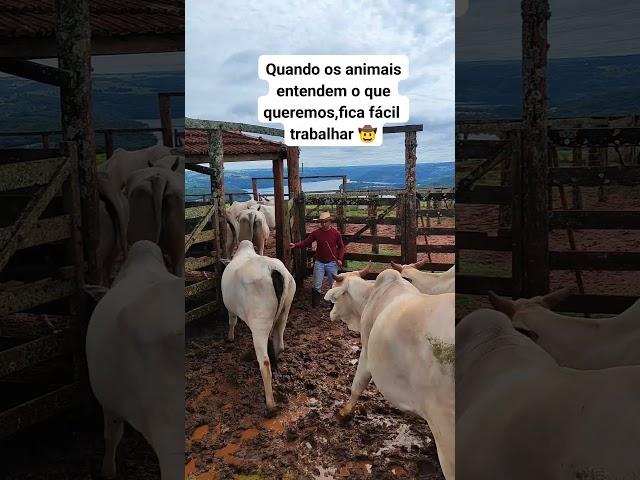 manejo do gado #agro #nelore #lidadegado