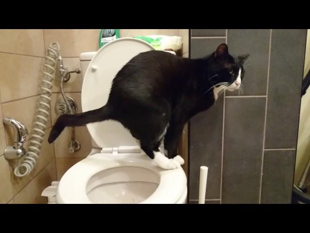 My Cat Pooping in the Toilet!