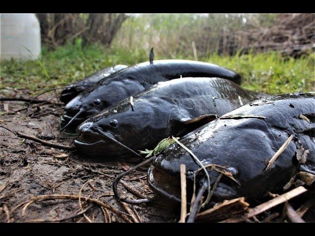 Рыбалка на перемет. Самая уловистая снасть на СОМА.Сом на живца. Рыбалка с ночевкой.