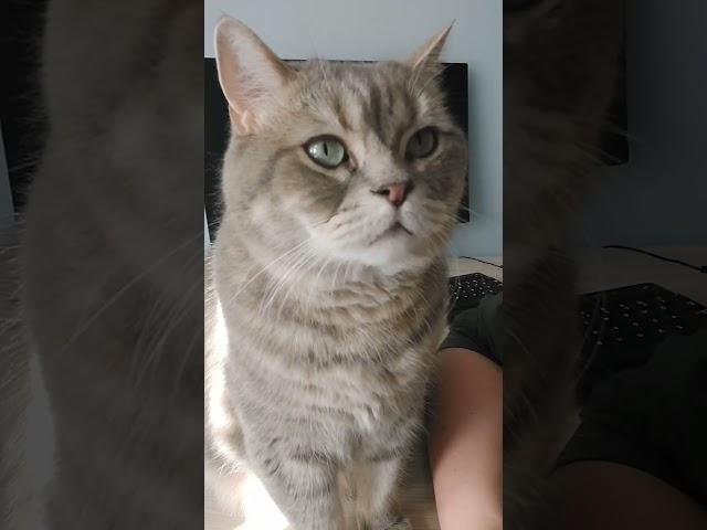 Как бросить пить? #fypシ #юмор #tiktok #cat #рекомендации #смех #жизнькота #котобормот