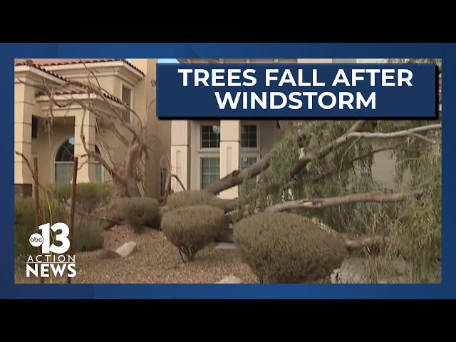 Tree damage follows after windstorm in Las Vegas
