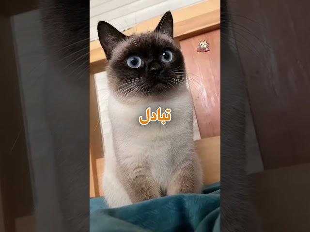 لماذا تشم القطط كل شيء؟ اكتشف السر وراء هذا السلوك العجيب! 