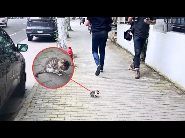 The kitten sat sick and alone on the street, as passersby hurried by, unwilling to stop and help.