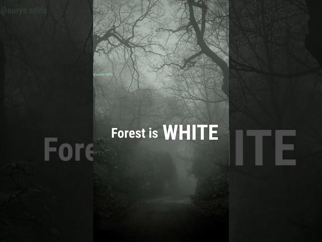 Forest × El monde #edits #earth #weather #forest #wildlife