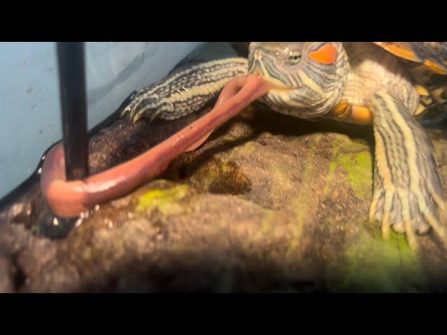 Turtle vs. Worms: Feeding My Turtle LIVE Worms