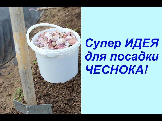 Супер ИДЕЯ для посадки ЧЕСНОКА!