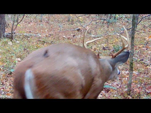 Buck Grunt Sound (VOLUME UP) | #Shorts