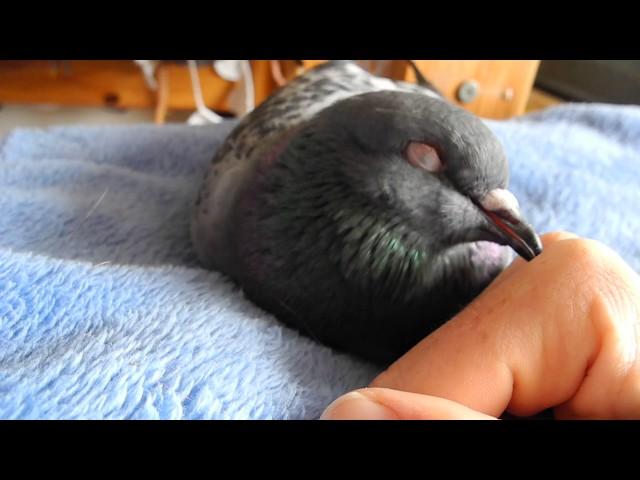 How to pet a pigeon 2