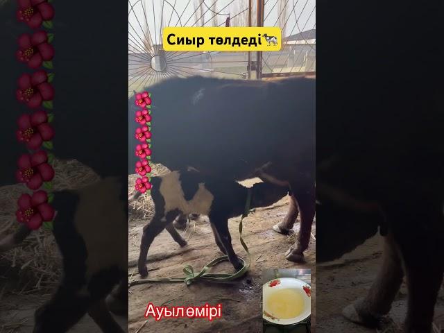 Сиыр төлдеді#ауылөмірі #каналғатіркел