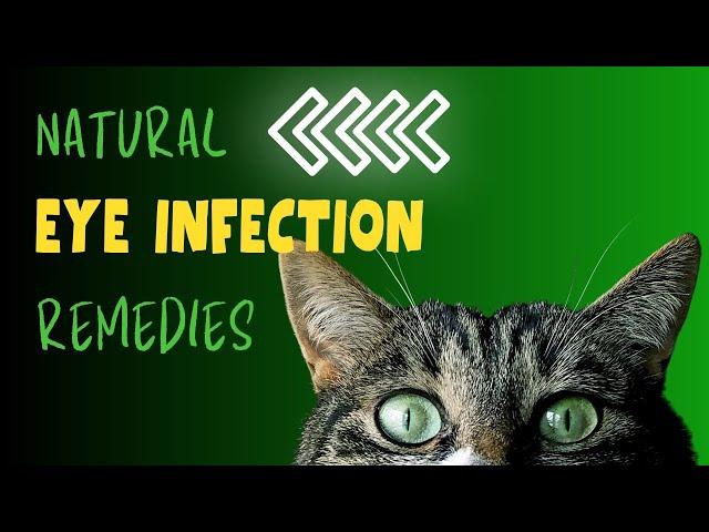 Natural Remedies for Cat Eye Infections | Holistic Veterinary Advice