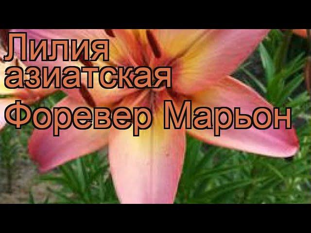 Лилия азиатская (lilium asiatic forever marion)  азиатская лилия обзор: как сажать, луковицы лилии