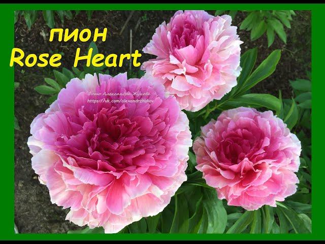 Пион "Роуз Хат", peony "Rose Heart", г.Кировск, лениградской обл., июнь 2020 г.